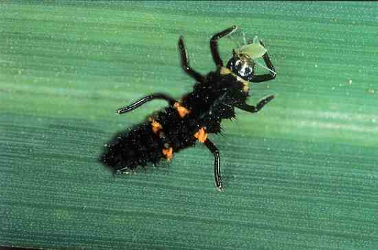 A lady beetle larva, which appears in summer.